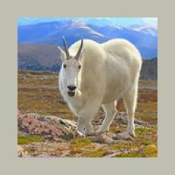Radio KYGT-LP The Goat 102.7 FM