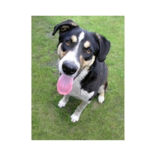 Radio Absolute Dance